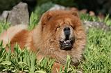 CHOW CHOW 647